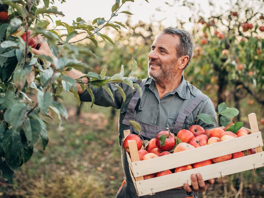 Obst aus der Region - 