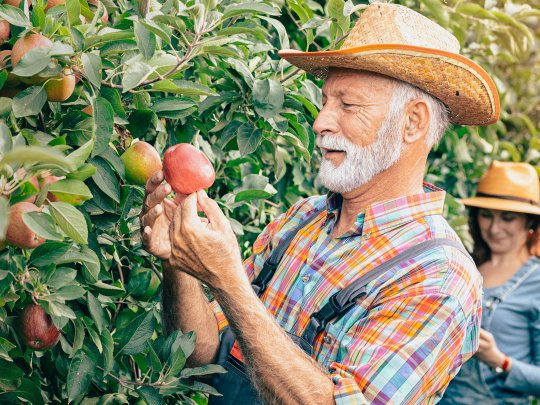 Bio Obstkorb von fruiton
