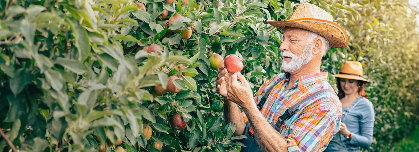 Bio Obstkorb von fruiton